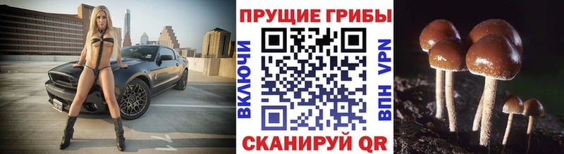 блэк спрут сайт  купить  сайты  Демидов  Галлюциногенные грибы прущие грибы 